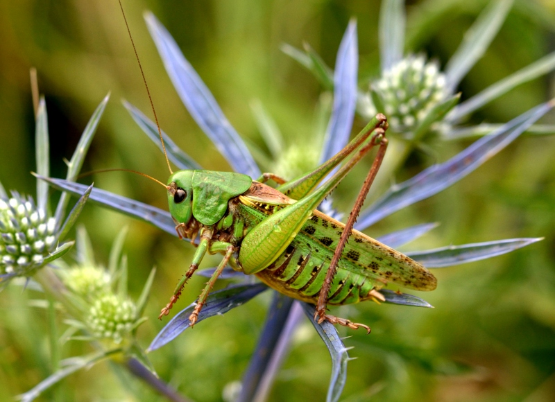 Tettigoniidae:  Decticus verrocivorus